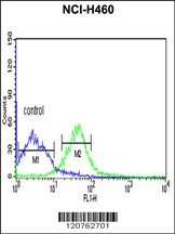 PRKACA Antibody