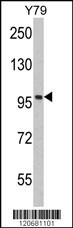 KPNB1 Antibody