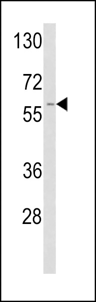 TPA Antibody
