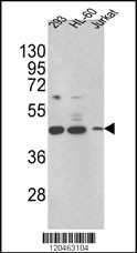 HSD17B7 Antibody