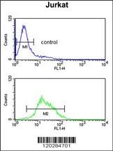 ZBTB2 Antibody