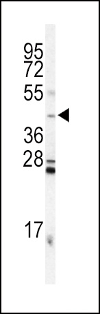 INHA Antibody