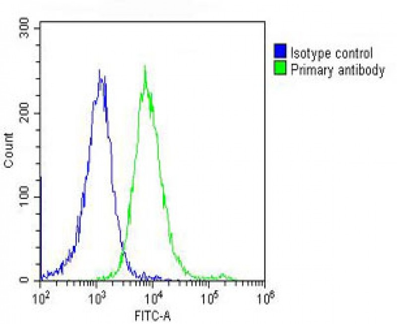 MAPE Antibody