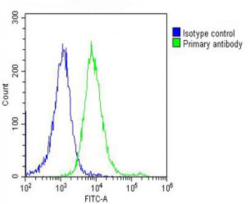 PRAME Antibody