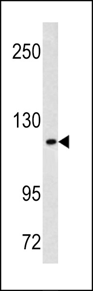 MAML3 Antibody