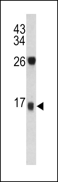 DCD Antibody