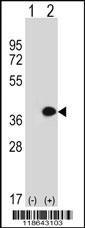 MLF1 Antibody