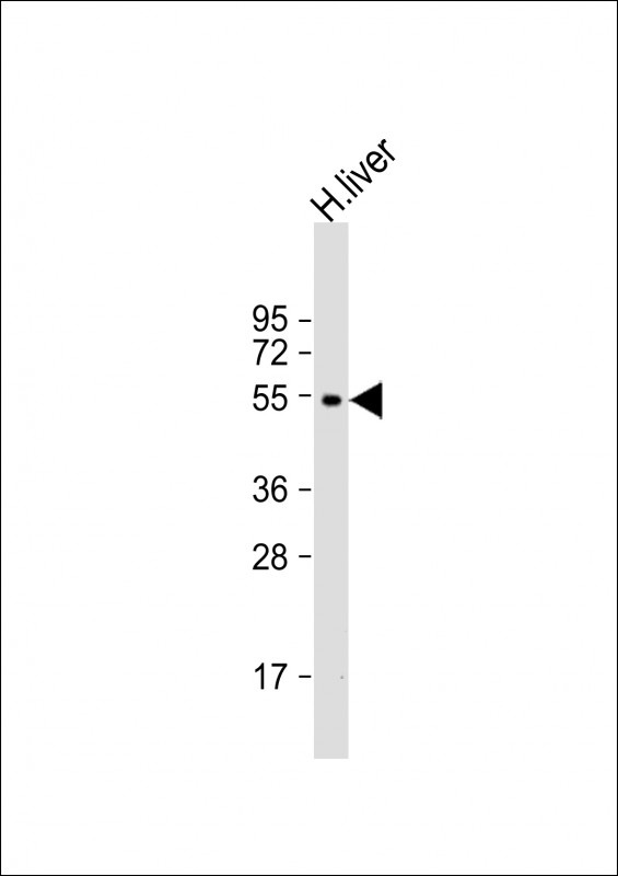 CYP2C19 Antibody