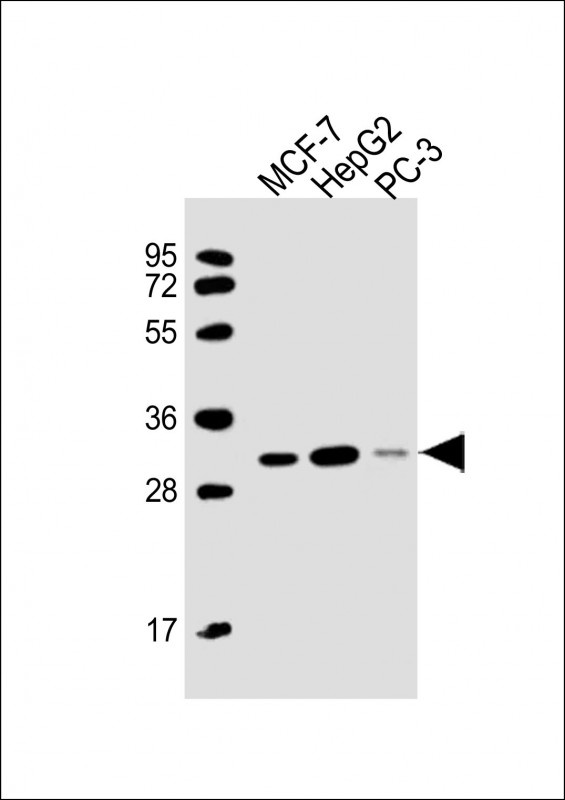 PSME2 Antibody