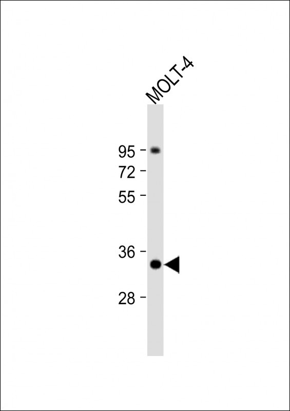 ZWINT Antibody