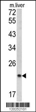 SPCS3 Antibody