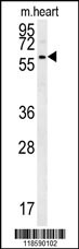 PRELP Antibody