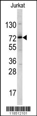 NKRF Antibody