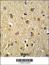NKRF Antibody