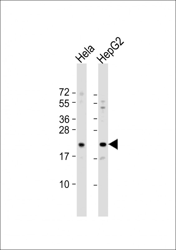 GLO1 Antibody