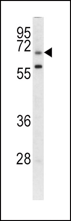 GARP Antibody
