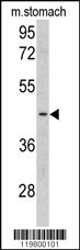 CLUAP1 Antibody