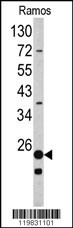 RPS9 Antibody