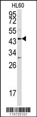 ASPN Antibody