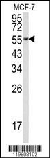 EEF1A1 Antibody