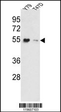 EEF1A1 Antibody