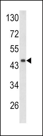 DCN Antibody