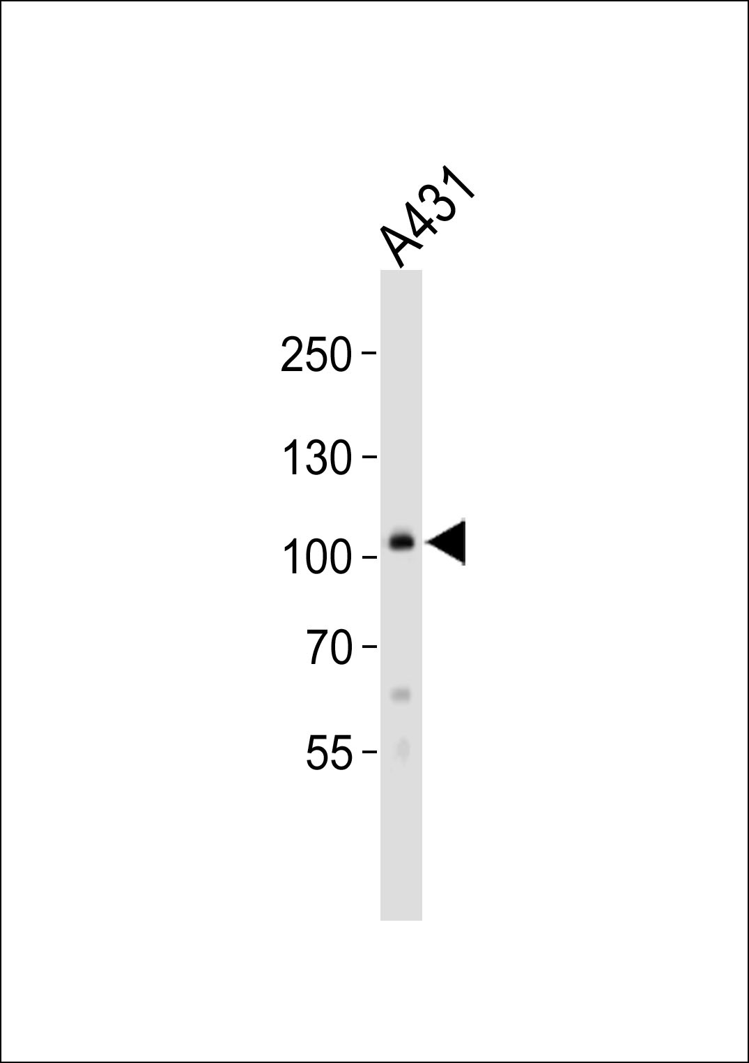 COL6A1 Antibody