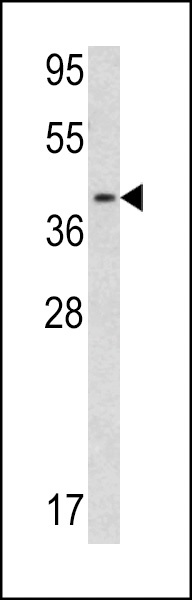 CNN3 Antibody