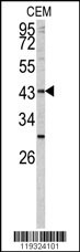 FUT1 Antibody