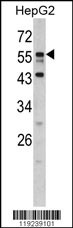 DONSON Antibody