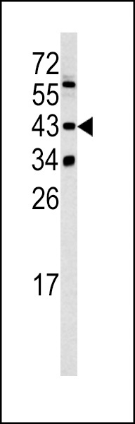 SETD8 Antibody