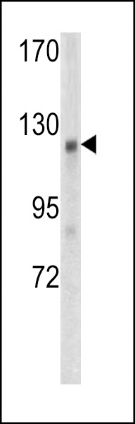 WTX Antibody