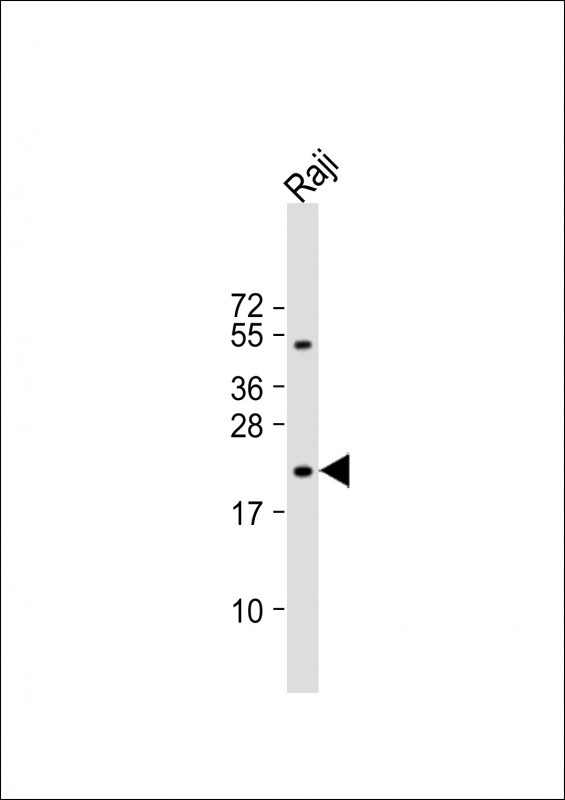 VHL Antibody