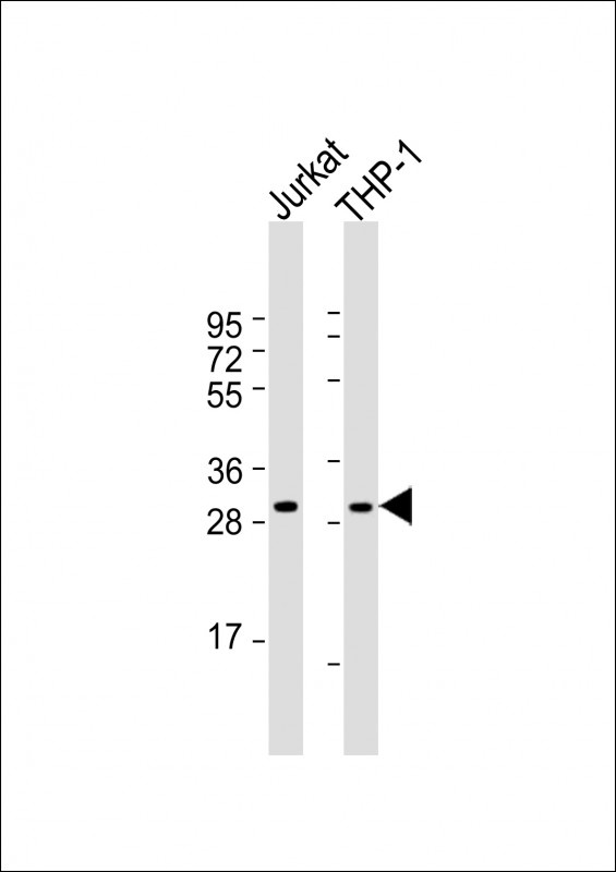 CD40LG Antibody