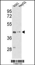 ACTG1 Antibody