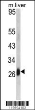 DCL-1 Antibody