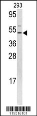 FLI1 Antibody