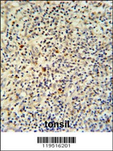 FLI1 Antibody