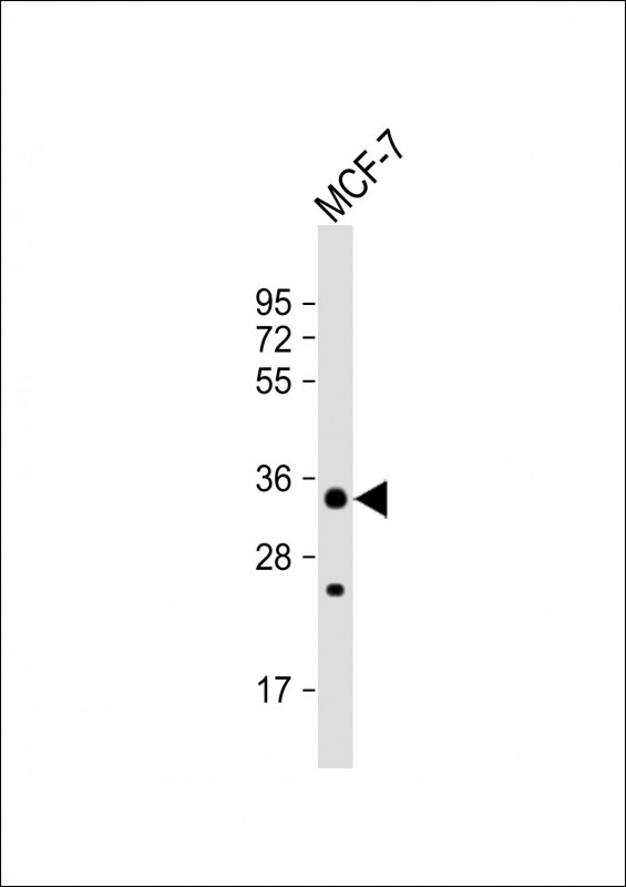 STUB1 Antibody