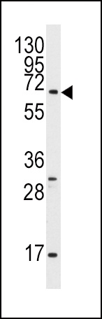 Pael-R Antibody