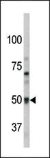 Pael-R Antibody