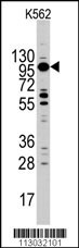 Myosin 1C Antibody