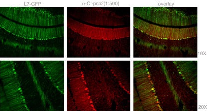 Mouse Pcp2 Antibody