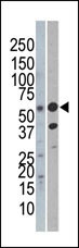 REL Antibody
