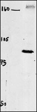 CLC4 Antibody