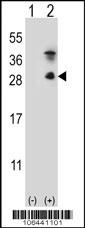 KLK7 Antibody
