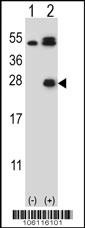Kallikrein 6 Antibody