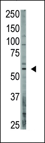 CREB3L1 Antibody