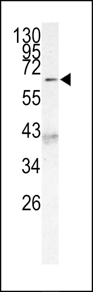 MLLT3 Antibody