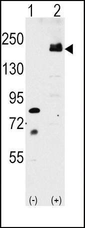 LRP6 Antibody
